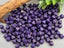 Royal Purple - Czech Lantern Bicone Beads - 6mm - 50pcs