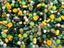 Daffodil Groove - Bead Bar Mix - 50gr.