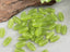 Peridot Green - Czech Grid Beads - 10x5mm - 15pcs