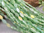 Mystic Mint - Micro Faceted Edge Marquise Cut Crystals - 8x5mm