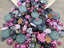 Orchid Lagoon - Designer Czech Mix - Assort Size