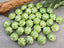 Apple Green - Porcelain Ceramic Flower Beads - 12mm