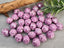 Lavender - Porcelain Ceramic Flower Beads - 12mm