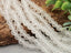 Clear White - Frosted Glass Beads - 6mm - 10" Str.