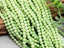 Apple Green - AB Glass Crystals - 4mm - 15" Str.
