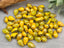2-Tone Peridot Yellow Gold Wash - Czech Teardrops - 9x6mm - 30pcs